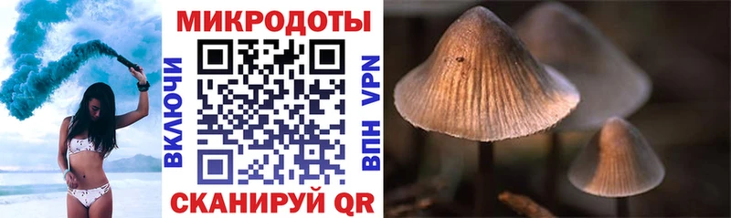 Псилоцибиновые грибы Psilocybe  цена   Сочи 